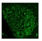 Anti-Ki67 Antibody Picoband™ (monoclonal, 5E12)